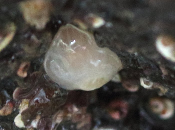 Scientific name -- possible: Ascidia ceratodes