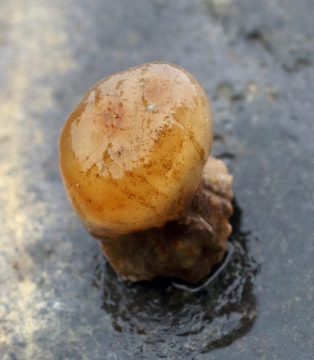 Scientific name -- possible: Ascidia callosa