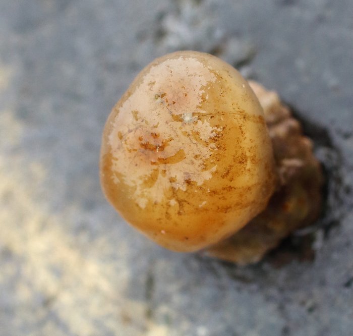 Scientific name -- possible: Ascidia callosa