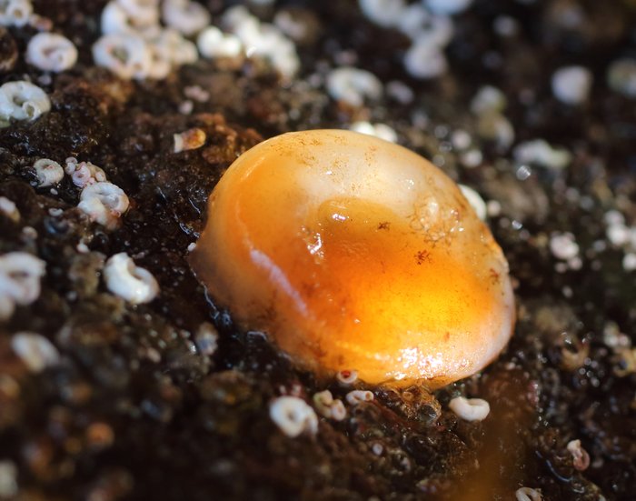 Scientific name -- possible: Ascidia callosa