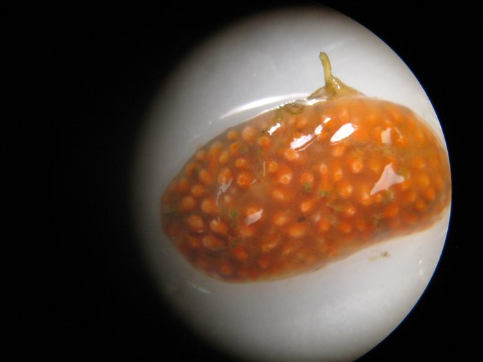 Scientific name -- possible: Aplidium solidum