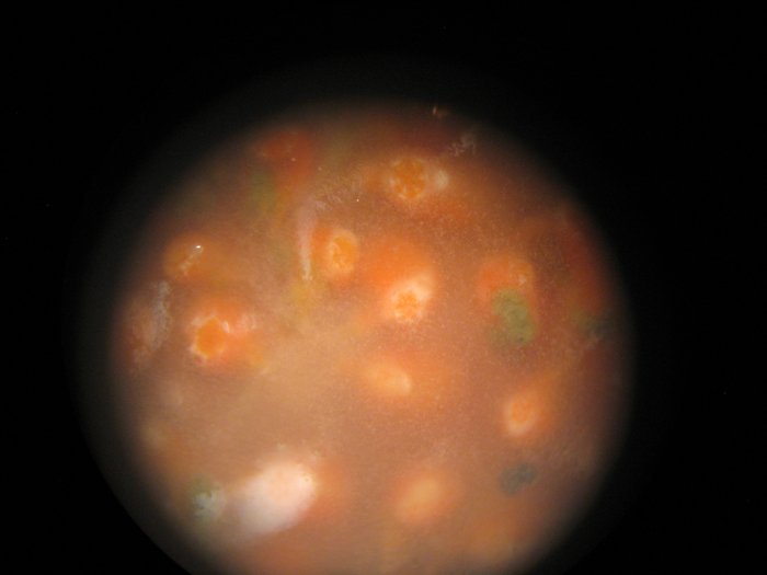 Scientific name -- possible: Aplidium solidum
