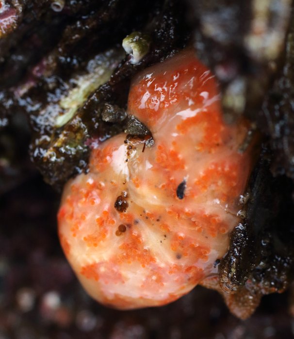 Scientific name -- possible: Aplidium solidum