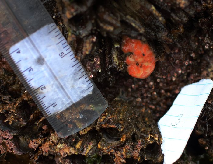 Scientific name -- possible: Aplidium solidum