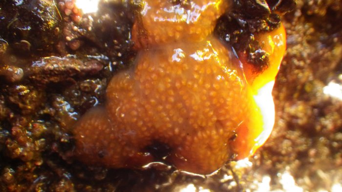 Scientific name -- possible: Aplidium solidum