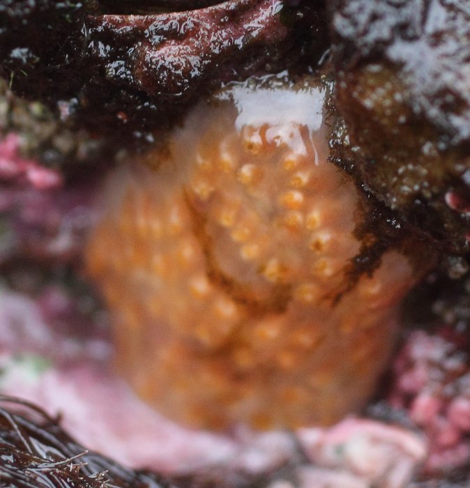 Scientific name -- possible: Aplidium solidum