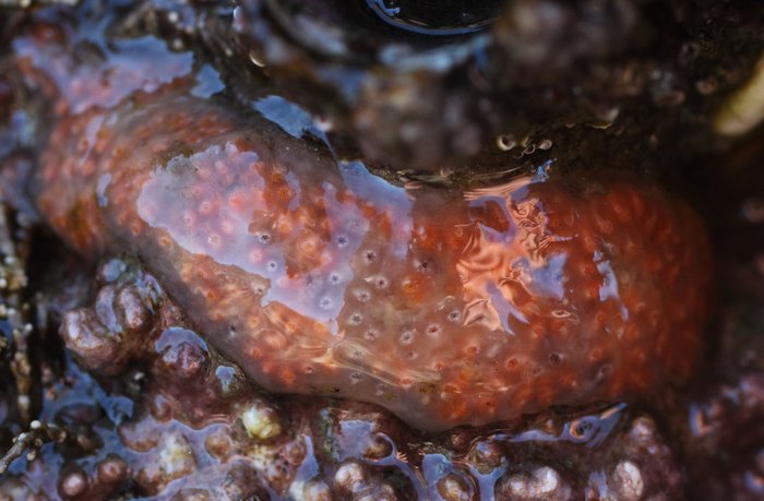 Scientific name -- possible: Aplidium solidum