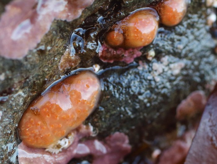 Scientific name -- possible: Aplidium solidum
