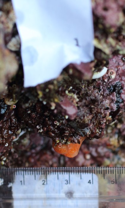 Scientific name -- possible: Aplidium solidum