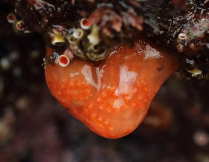Scientific name -- possible: Aplidium solidum