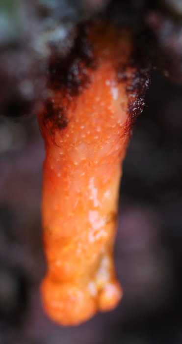 Scientific name -- possible: Aplidium solidum