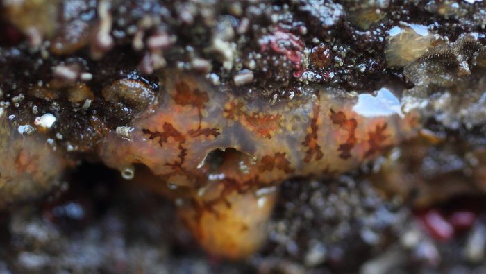 Scientific name -- possible: Aplidium californicum