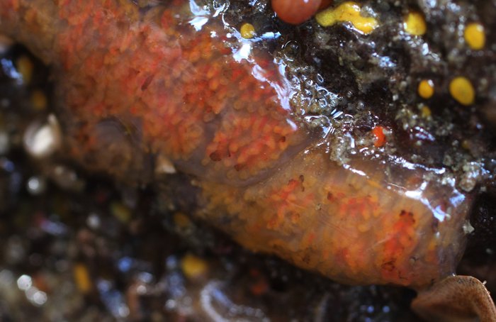 Scientific name -- possible: Aplidium californicum