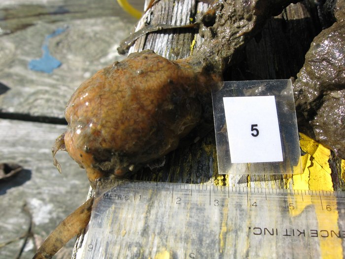 Scientific name -- possible: Aplidium californicum
