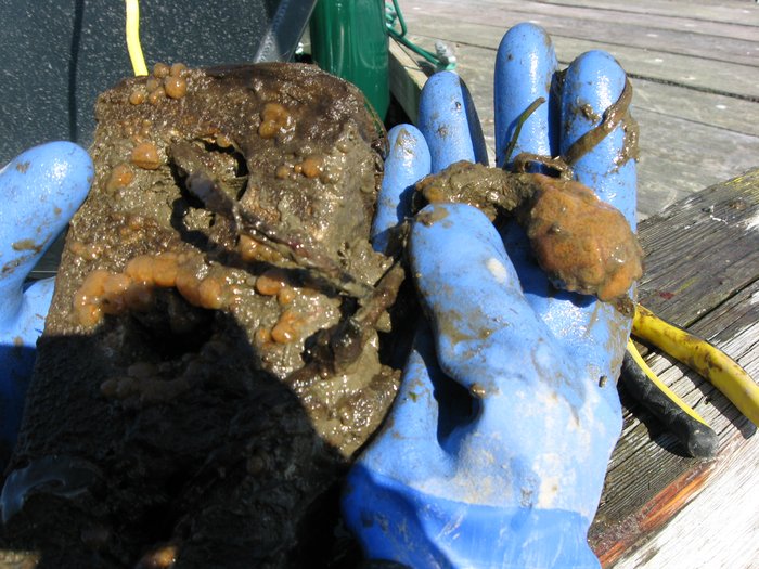 Scientific name -- possible: Aplidium californicum