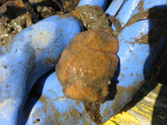 Scientific name -- possible: Aplidium californicum