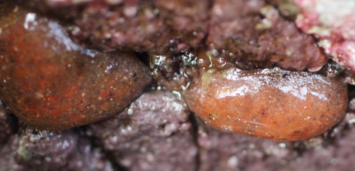 Scientific name unknown