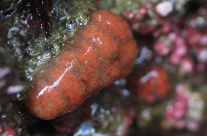 Scientific name unknown