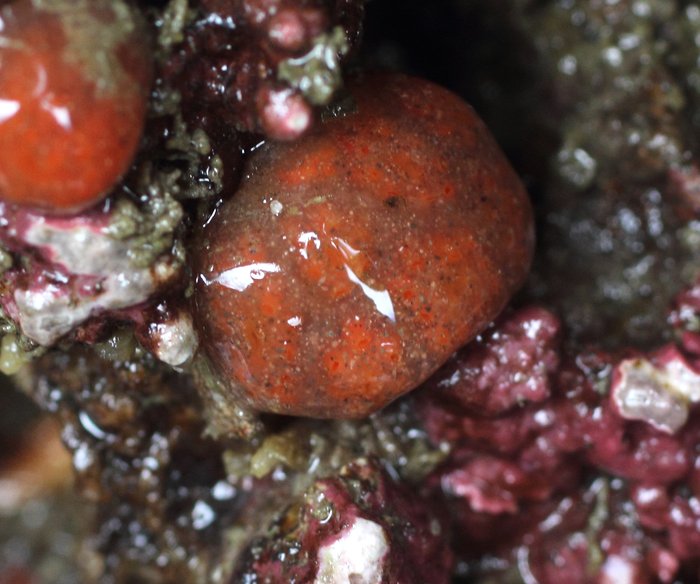 Scientific name unknown