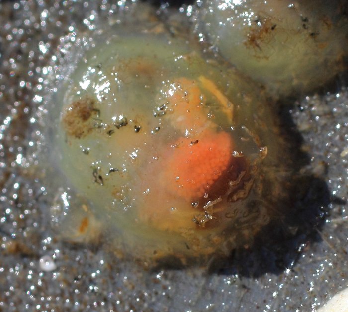Scientific name unknown