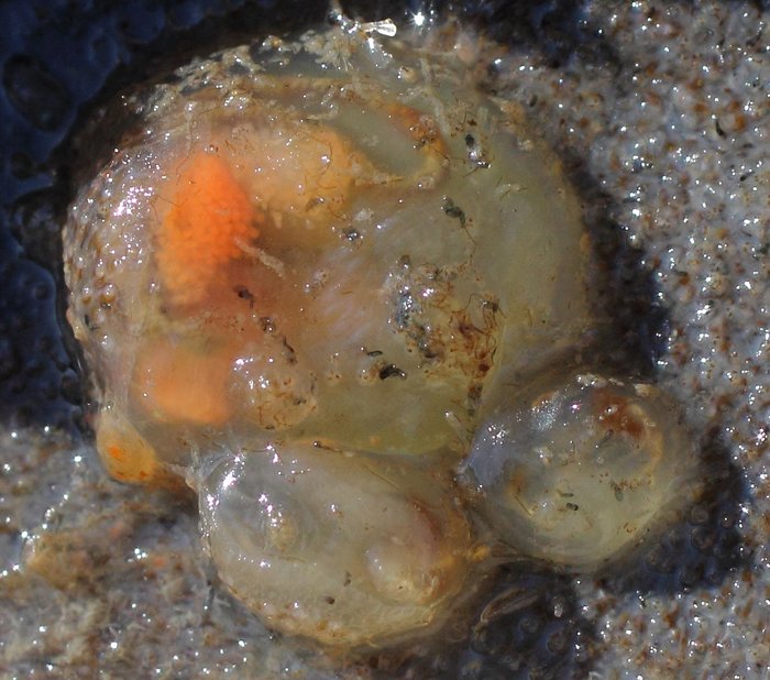 Scientific name unknown