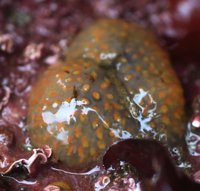 Scientific name -- possible: Eudistoma molle