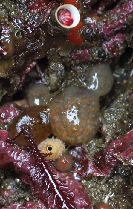 Scientific name -- possible: Eudistoma molle, with an Ascidia callosa next to it