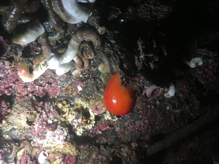 Scientific name -- possible: Synocium jordani