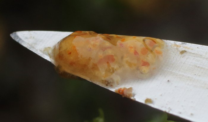 Scientific name -- possible: Distaplia alaskensis