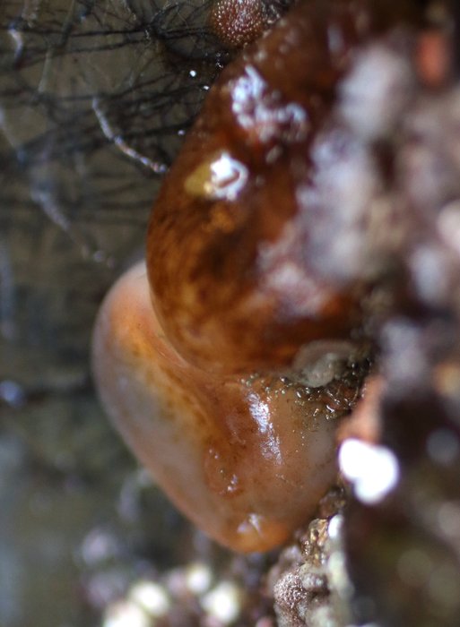 Scientific name -- possible: Ascidia callosa