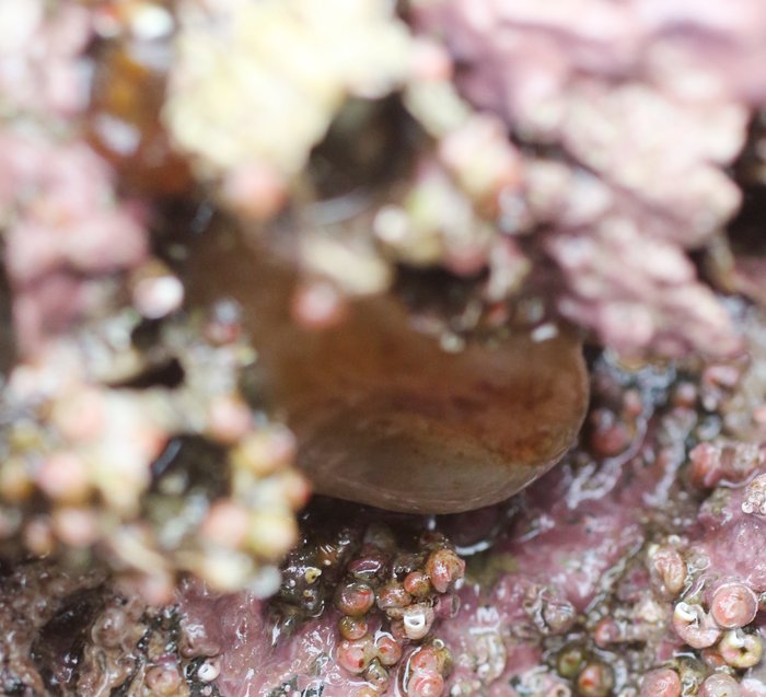 Scientific name -- possible: Ascidia callosa