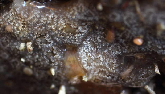 Scientific name unknown