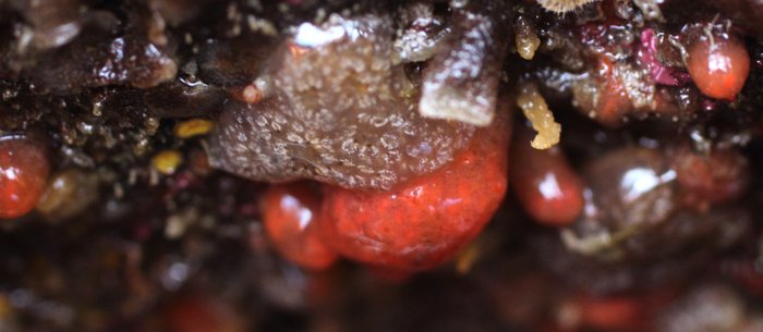 Scientific name unknown