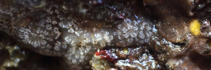 Scientific name unknown