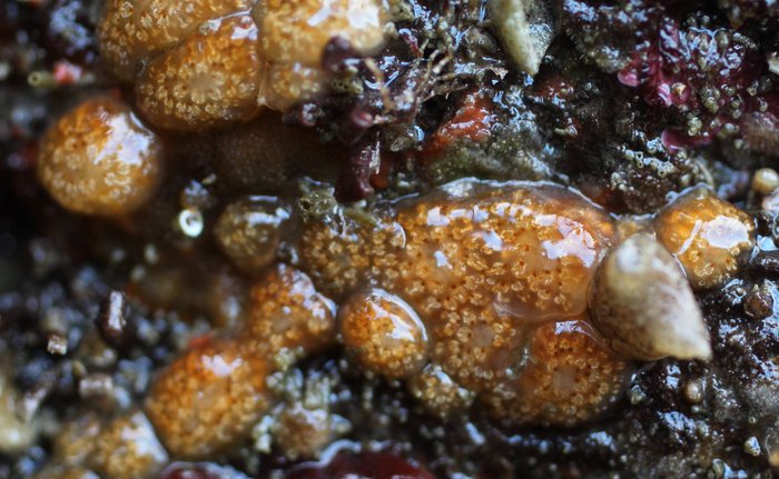 Scientific name unknown