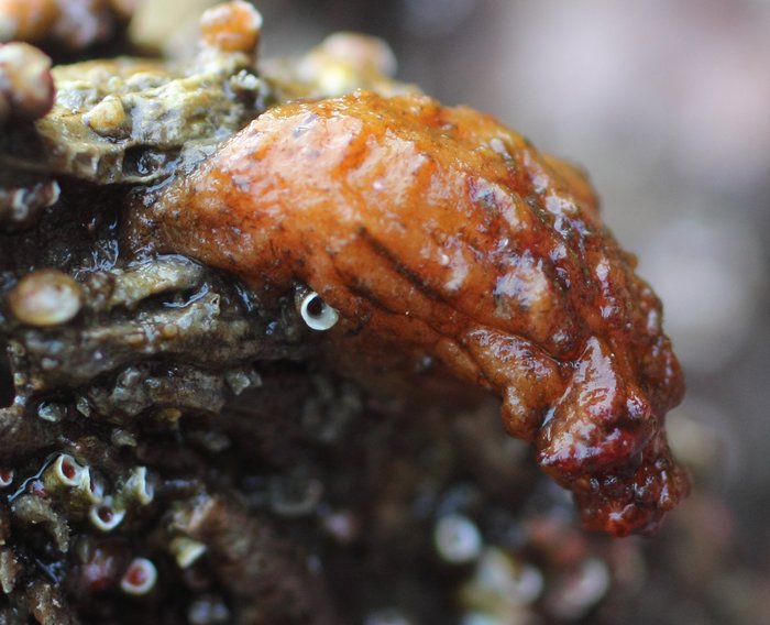 Scientific name -- possible: Styela gibbsii or Styela truncata