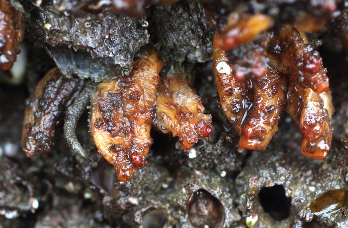 Scientific name -- possible: Styela gibbsii or Styela truncata