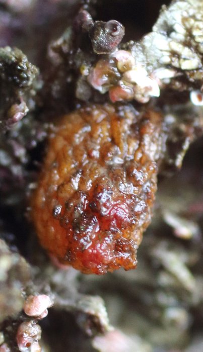 Scientific name -- possible: Styela gibbsii or Styela truncata