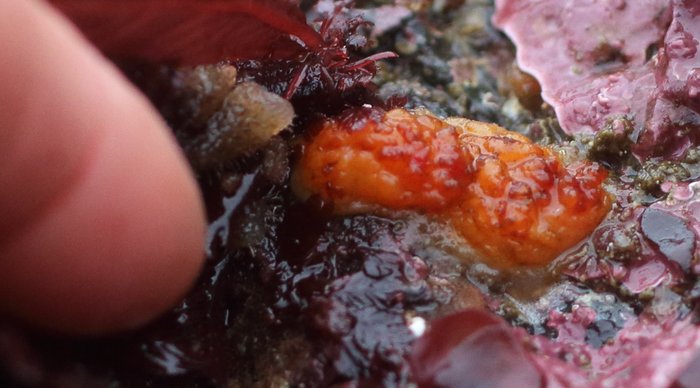 Scientific name -- possible: Styela gibbsii or Styela truncata