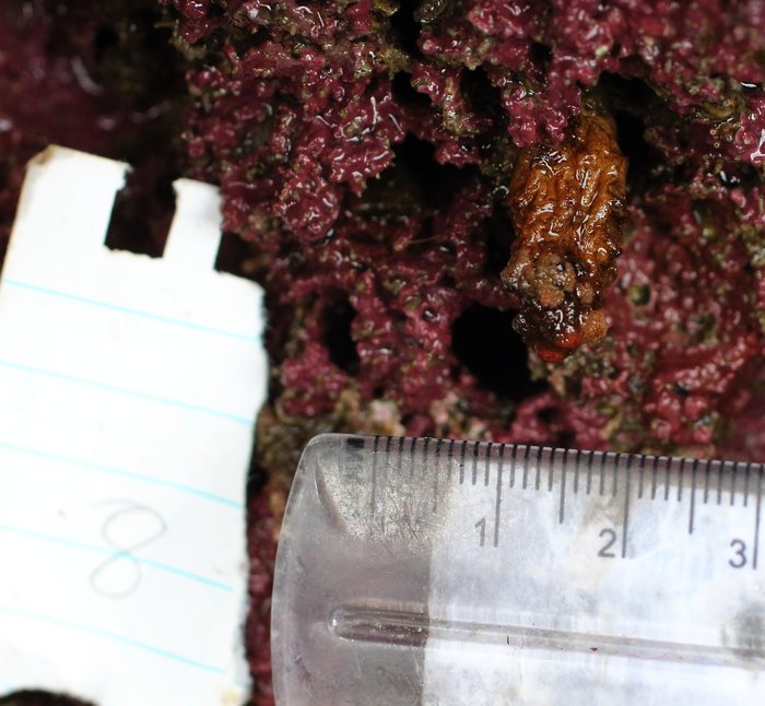 Scientific name -- possible: Styela gibbsii or Styela truncata