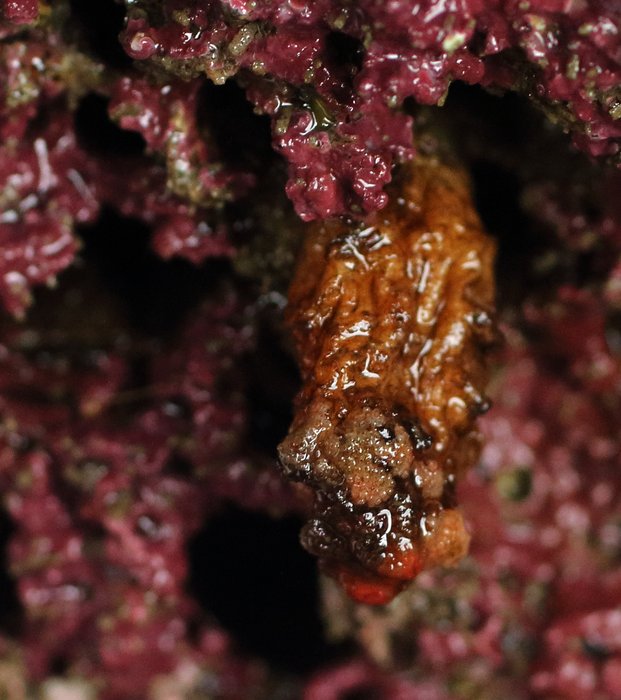 Scientific name -- possible: Styela gibbsii or Styela truncata