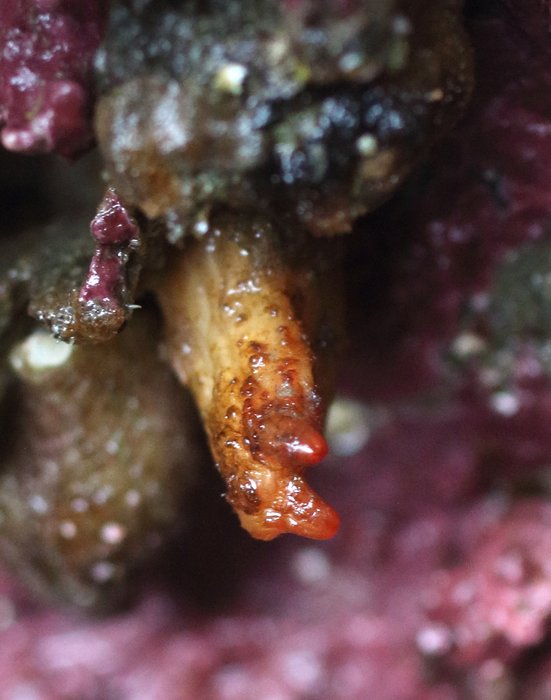 Scientific name -- possible: Styela gibbsii or Styela truncata