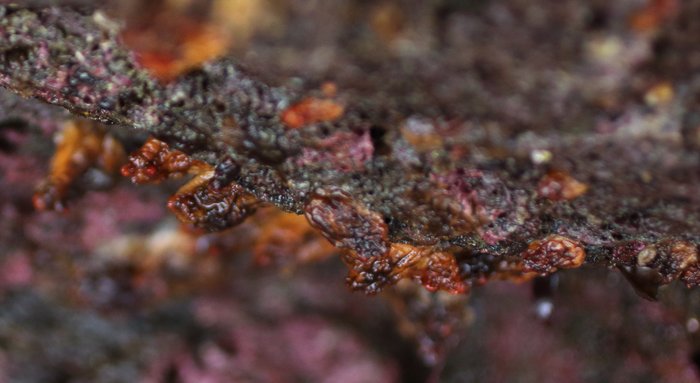 Scientific name -- possible: Styela gibbsii or Styela truncata