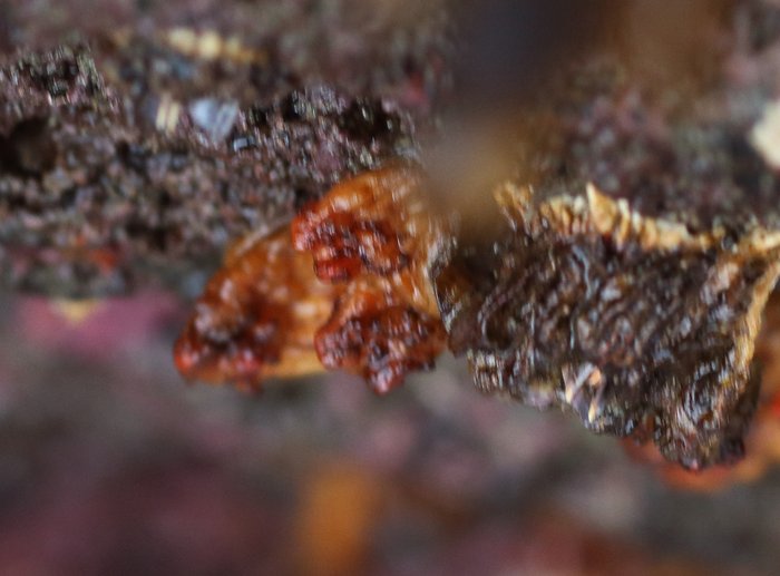 Scientific name -- possible: Styela gibbsii or Styela truncata