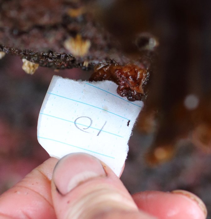 Scientific name -- possible: Styela gibbsii or Styela truncata