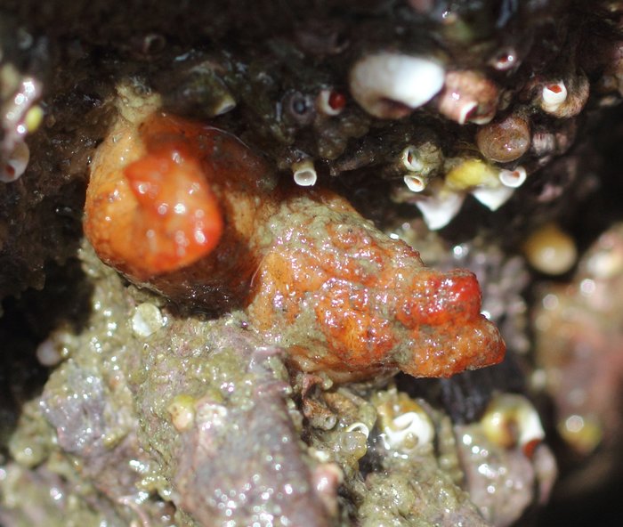 Scientific name -- possible: Styela gibbsii or Styela truncata