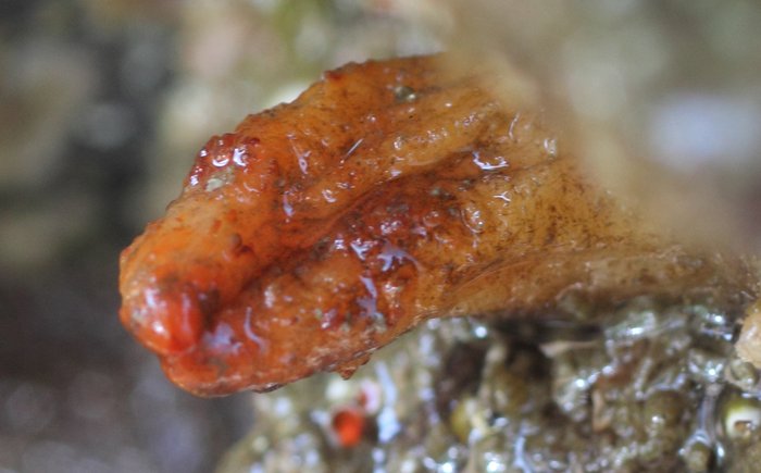 Scientific name -- possible: Styela gibbsii or Styela truncata