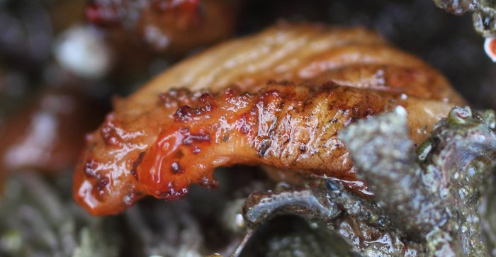 Scientific name -- possible: Styela gibbsii or Styela truncata