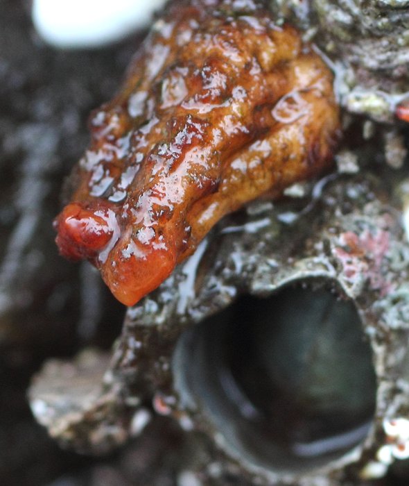 Scientific name -- possible: Styela gibbsii or Styela truncata