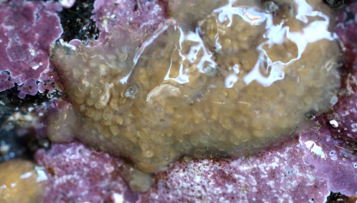 Scientific name -- possible: Eudistoma ritteri